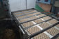 380V 50HZ Pulp Tray Machine / Fruit Tray Making Machinery 12 Months Warranty